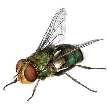 Blow Fly